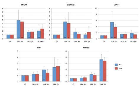 Crl1 Independent Auxin Responsive Genes Expression Profiles Time