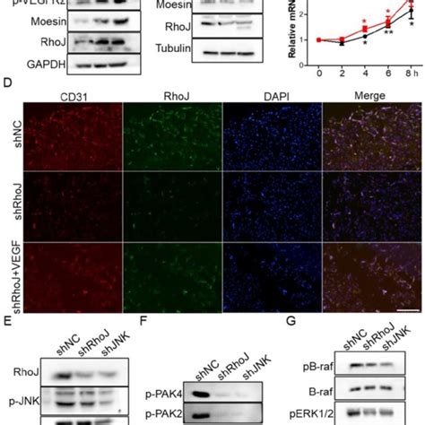 Vegf Restores Rhoj Silencing Induced Cd31 Reduction A The Expression Download Scientific