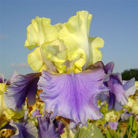 Edith Wolford – Iris Bertrand