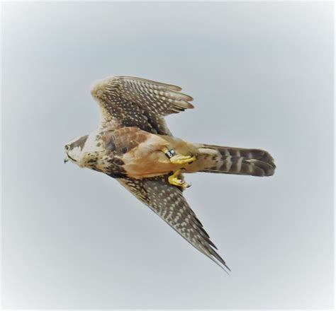 Aplomado Falcon | Falconry, Falcon, Falcons