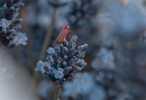 What Happens To Pests In The Winter Where Do They Go