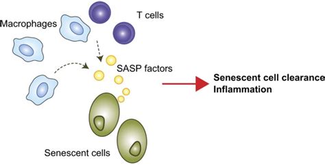 Macrophages In Age Related Chronic Inflammatory Diseases Npj Aging