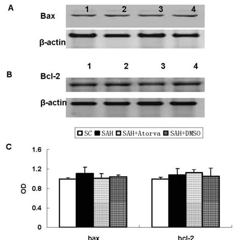 Represent Western Blot For Expression Of Bax A And Bcl 2 B In Brain