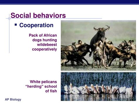 Ppt Animal Behavior Powerpoint Presentation Free Download Id927698