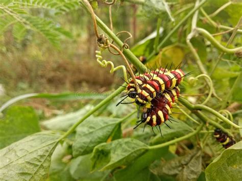 Worm Larva Red Yellow Brown Colorful Animal In The Nature Stock Photo - Image of worm, yellow ...