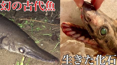 新種のラブカや富山の工事現場でアリゲーターガーが捕獲される！？【今週の生き物ニュース】 Youtube