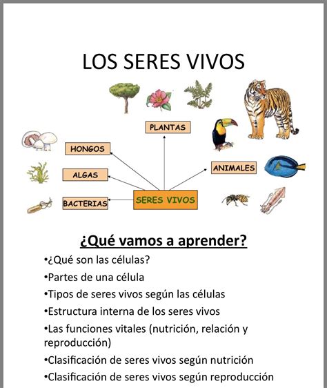 Clasificacion De Los Seres Vivos Para Ninos De Primaria Importancia