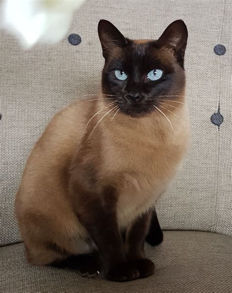 Tonkinese Breeders Australia Tonkinese Info And Kittens