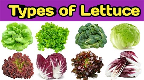 Iceberg Lettuce Meaning In Hindi - Angel Vegetable