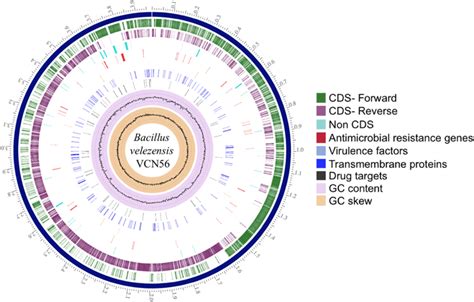 Circular Representation Of The B Velenzensis Vcn Chromosome