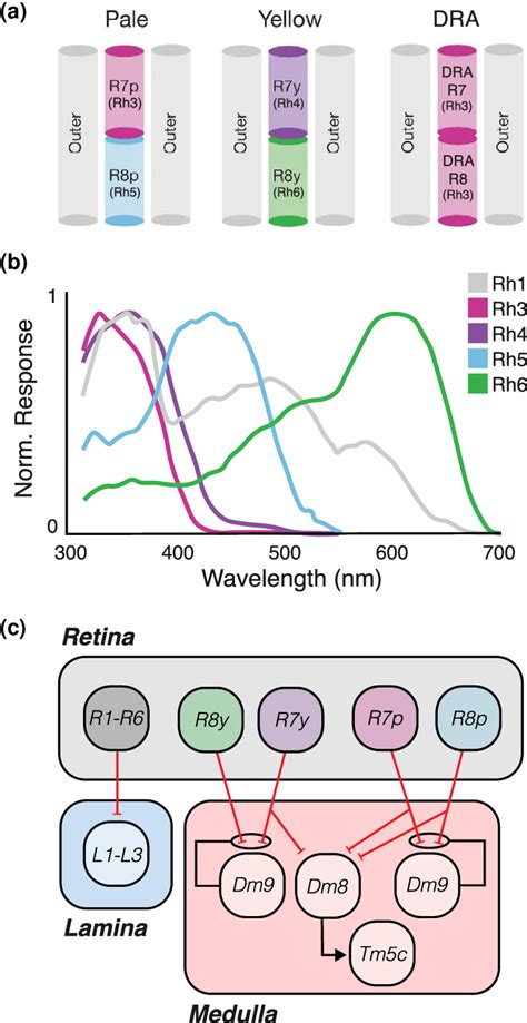 Photoreceptors Transduce Light Of Specific Wavelength A Arrangement