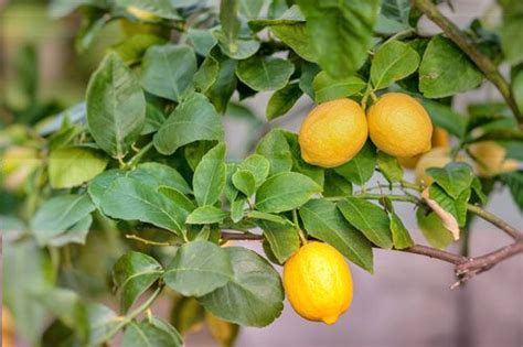 Cara Menanam Jeruk Lemon Dalam Pot Tabusalampot