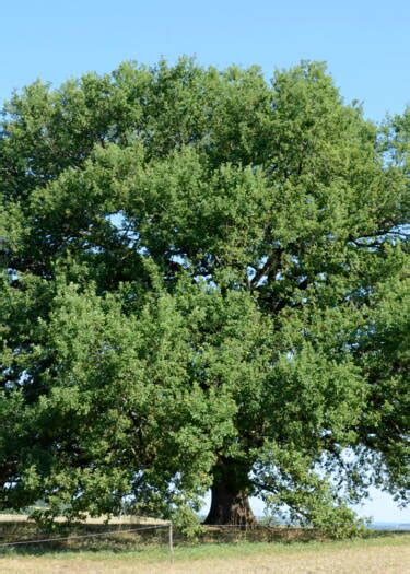 Ces Arbres Remarquables Qui Peuplent Nos Contrées Geo Fr