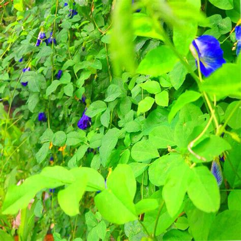 100 Natural Dried Blue Butterfly Pea Flower Clitoria Ternatea Flower