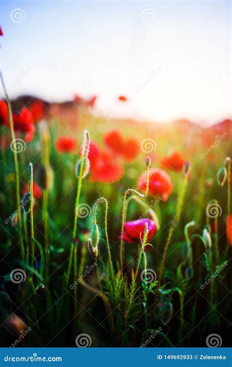 Beautiful Field Of Red Poppies In The Sunset Light Stock Image Image