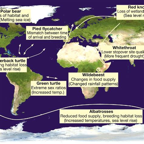 Impacts of climate change on migratory animals; examples indicate the ...