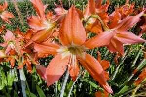 How To Overwinter Amaryllis Bulbs Gardeners Path