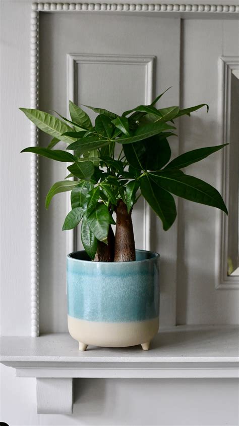 Mini Money Tree | Fortune Tree | Pachira Aquatica | Happy Houseplants