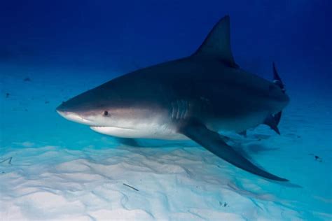 Discover the Largest Bull Shark in the World - A-Z Animals