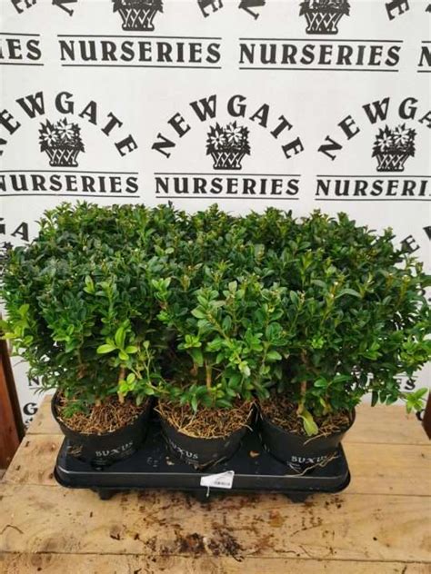 Buxus Sempervirens Common Box Hedge Bush Cm Pot Grown