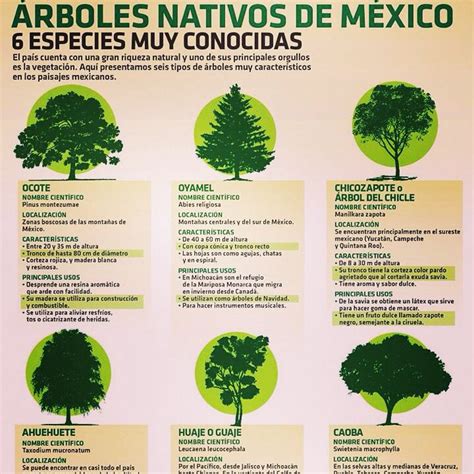 Árboles de la región de México