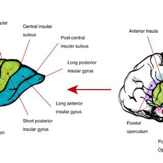 -Insular cortex anatomy | Download Scientific Diagram