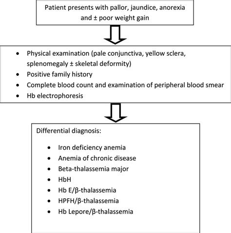 Diagnostic Algorithm Of Beta Thalassemia Intermedia And Its