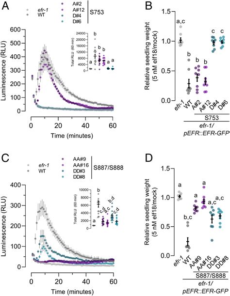 Activation Loop Phosphorylation Of A Non Rd Receptor Kinase Initiates Plant Innate Immune