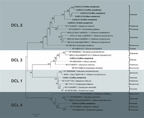 Phylogenetic Tree Of DCL Like Proteins Identified In Coffea Canephora