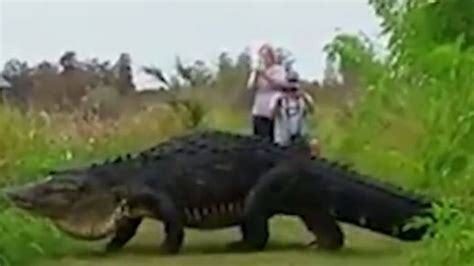 Watch Giant Alligator Strolls Past Tourists In Florida Reserve NZ Herald