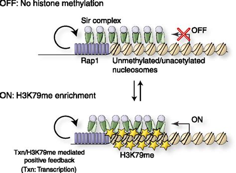 Mechanism For Epigenetic Variegation Of Gene Expression At Yeast