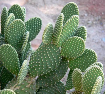 Cactus spines sharper than you think
