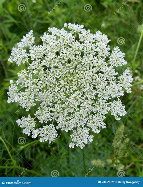 Queen Anns Lace Aka Wild Carrot Stock Image Image Of Tiny Beautiful