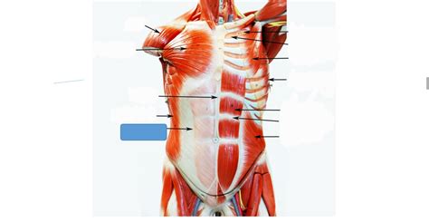 abdominal muscles Diagram | Quizlet