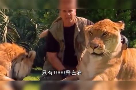 世界最大的猫科动物不是老虎，也不是狮子，而是它！看完涨见识了狮子老虎见识