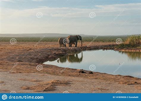 Wilde Olifanten Bij Waterpoel Dam Het Spelaandrijving Van De Safari In