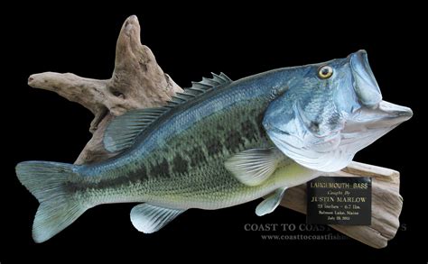 Largemouth Bass Fish Mount And Fish Replicas Coast To Coast