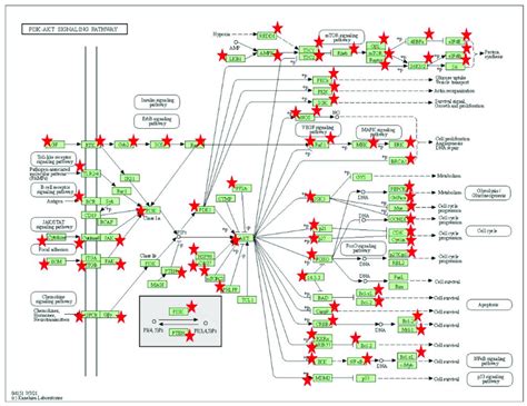 The Pi3kakt Signaling Pathway From Kegg Download Scientific Diagram