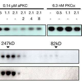 Par Represses Whereas Cdc Partially Relieves Apkc Kinase Activity