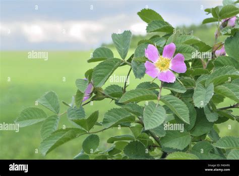 Cespuglio Di Rosa Canina Immagini E Fotografie Stock Ad Alta