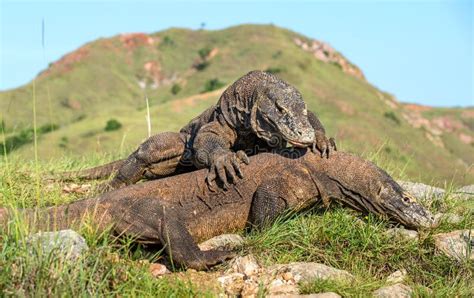 --the Fighting Komodo Dragons Stock Photo - Image of animal, battle ...