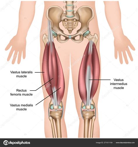 Diagrama De Cuádriceps