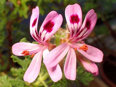 Vivisection Pelargonium Quercifolium Oak Leaved Geranium Flickr