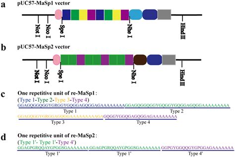 Schematic Representation Of Synthetic Spider Silk Gene And Structural