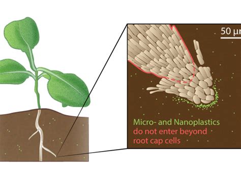 The Root Of Microplastics In Plants Feature Pnnl