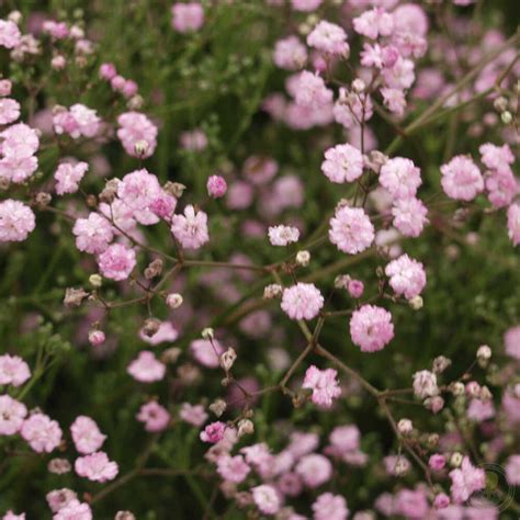 Гипсофила Май Пинк (Gypsophila My Pink) купить в Москве по низкой цене ...