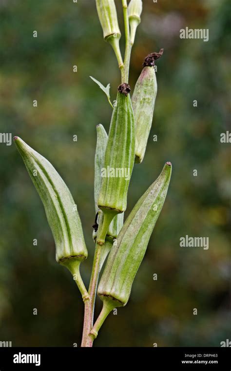 Okra Abelmoschus Esculentus Fotografías E Imágenes De Alta Resolución