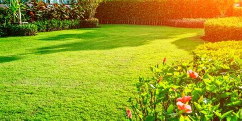 Lawn Establishment And Maintenance