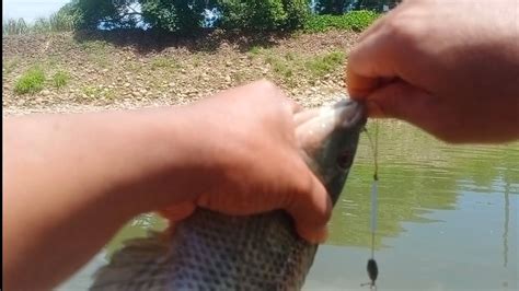 Mancing Ikan Nila Babon Di Musim Panas Mancing Ikan Nila Babon YouTube