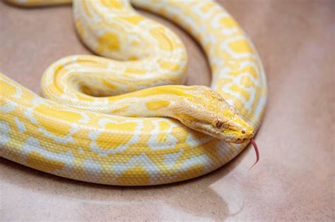 What Is an Albino Snake? - Everything You Need to Know